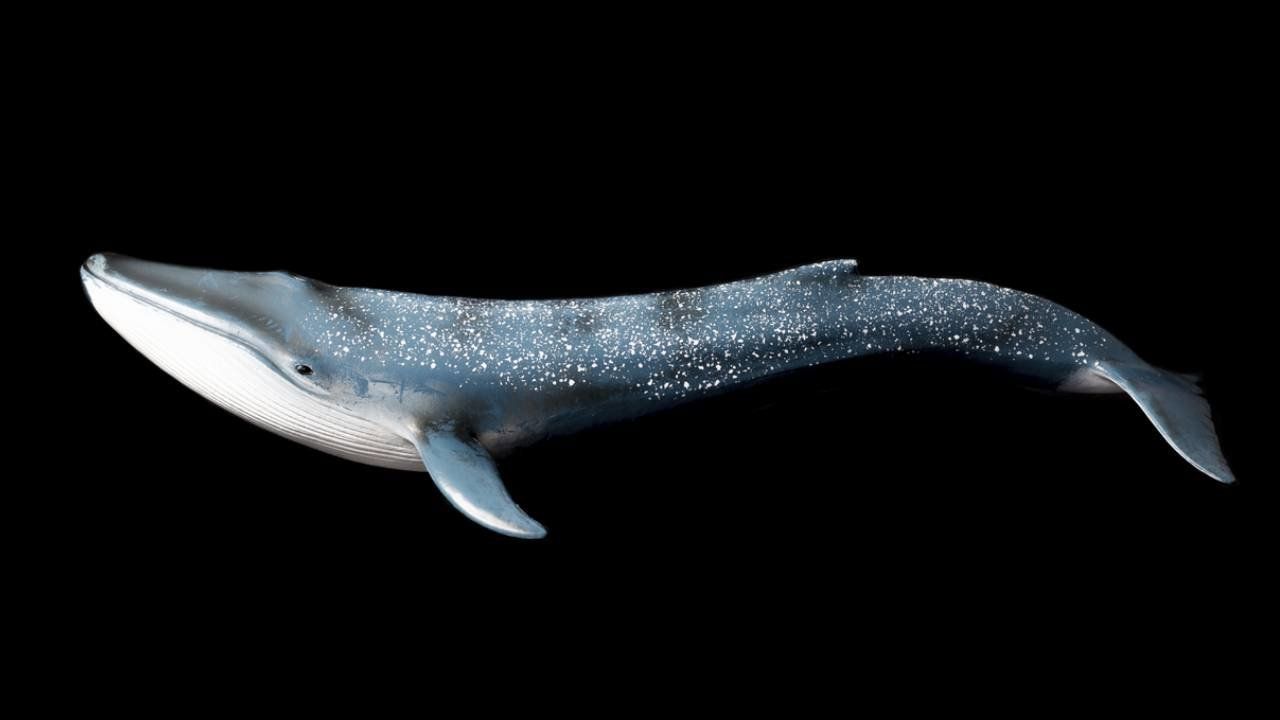 Los cetáceos son los animales más inteligentes del mundo según una IA.