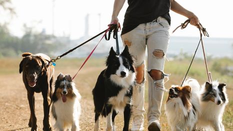 Perros: la enorme cantidad de razas distribuidas geográficamente según esta inteligencia artificial