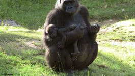 9 gorilas estadounidenses vacunados contra coronavirus: la primera vez en la historia veterinaria mundial