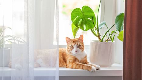 Según la IA, estas son 3 plantas de interior de bajo mantenimiento