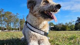 Conoce a Korsy, el perro viral de las redes sociales