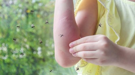 Esta lámpara anti mosquitos te cambiará la vida.