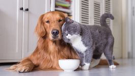 Consiente a tu mascota por menos de 19 dólares