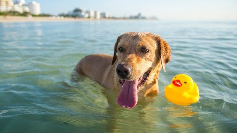 Las mejores playas de Miami para visitar con tu perro