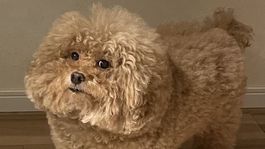 el perro que triunfa en twitter por su parecido con personajes de among us