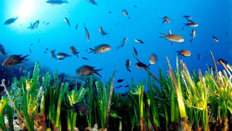 Posidonia Maps