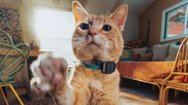 El Fi Mini se presenta como alternativa al AirTag para mantener siempre localizada a tu mascota.