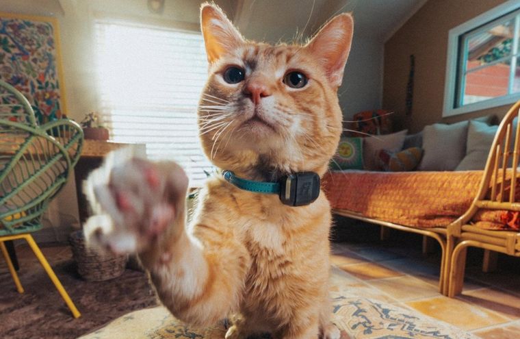 El Fi Mini se presenta como alternativa al AirTag para mantener siempre localizada a tu mascota.