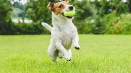 si tienes perro y poco tiempo, el lanzador automatico de pelotas es para ti