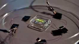 cientificos inventaron tatuajes de oled