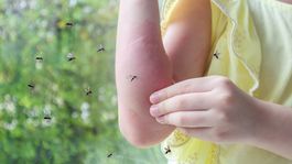 Esta lámpara anti mosquitos te cambiará la vida.