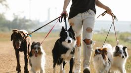 Perros: la enorme cantidad de razas distribuidas geográficamente según esta inteligencia artificial