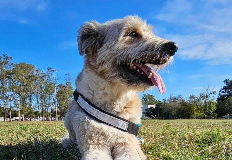 Conoce a Korsy, el perro viral de las redes sociales