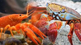 Baterías hechas de cangrejo