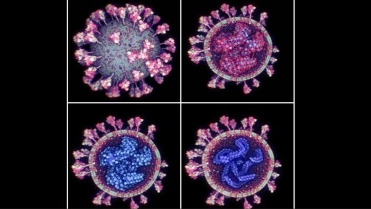 En la superior izquierda, el SARS-CoV-2 en su membrana externa; en la superior derecha se puede observar el ARN; en las imágenes inferiores se puede ver un corte transversal del virus - Fuente: Nanographics