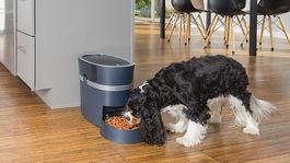 Dispensador automático de alimentos para mascotas