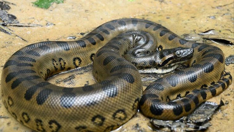 Escalofriante: sorprendieron a una serpiente gigante en el tejado de una casa en Australia