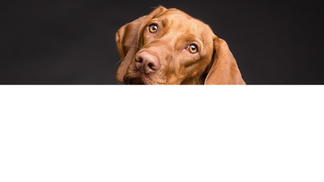 Ahora podremos entender a nuestro perro gracias a este collar inteligente.