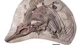 el misterioso dragon marino descubierto en el canal de la mancha