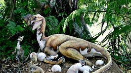 increible hallazgo de un fosil de un dinosaurio junto a embriones