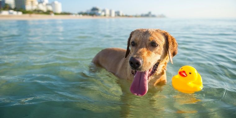 Las mejores playas de Miami para visitar con tu perro
