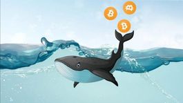 el precio del bitcoin se derrumba, pero las ballenas no venden: que significa