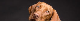 Ahora podremos entender a nuestro perro gracias a este collar inteligente.