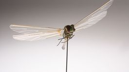 El ingenio de la CIA creó una libélula robot de 1 gramo como dispositivo de espionaje