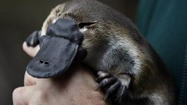 investigadores explican por que los ornitorrincos son tan extranos