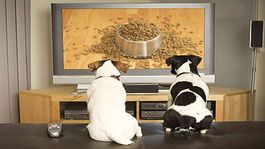 fin al misterio: revelan que ven realmente los perros cuando miran television