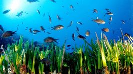 Posidonia Maps