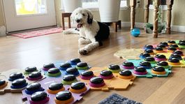 tiktok: el perro que se comunica con una botonera inspiro una investigacion