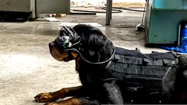no vas a creer lo que esta haciendo el ejercito de estados unidos con los perros