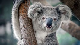google celebra la llegada del verano con nuevos animales en realidad aumentada