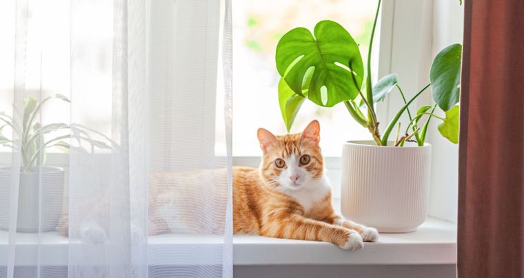 Según la IA, estas son 3 plantas de interior de bajo mantenimiento