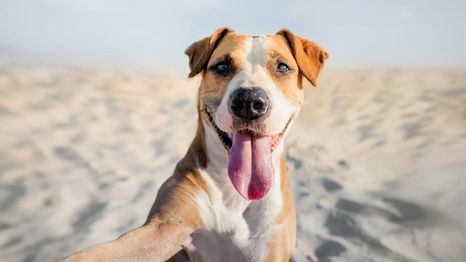 Nada como consentir a nuestras mascotas.