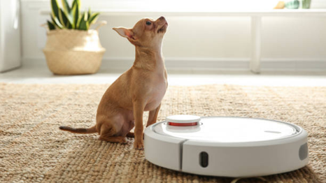 Así podrás garantizar la armonía entre tu mascota y la aspiradora