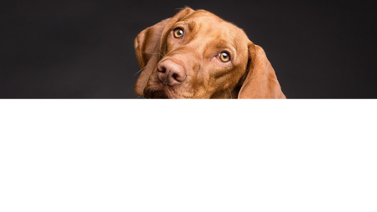 Ahora podremos entender a nuestro perro gracias a este collar inteligente.