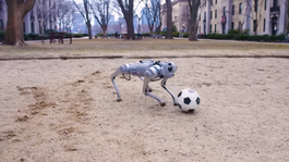 Él es DribbleBot, el perro robot del MIT