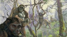 una mano de 4 millones de anos tira abajo una popular teoria evolutiva