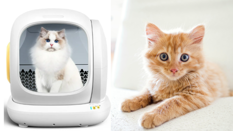 Este arenero para gatos inteligente está de oferta en Walmart